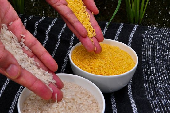 **Golden Rice grain compared to white rice grain in screen house of Golden Rice plants. | Author: International Rice Research Institute (IRRI) | Wikimedia Commons